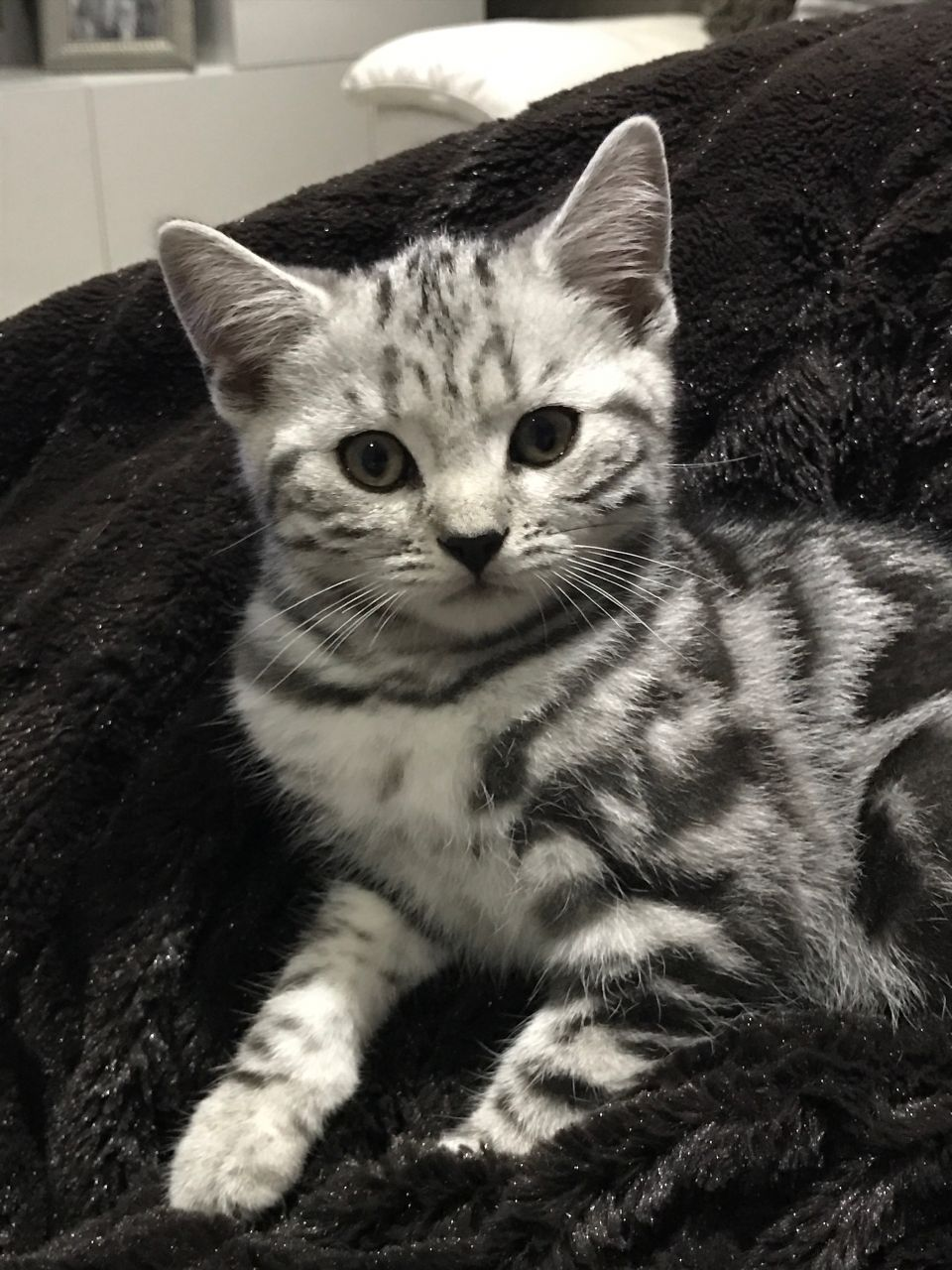Chaton British Shorthair de lignée exceptionnelle