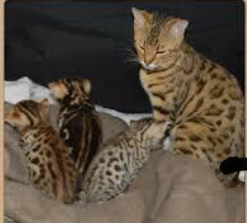 Magnifique chaton BENGAL à donner