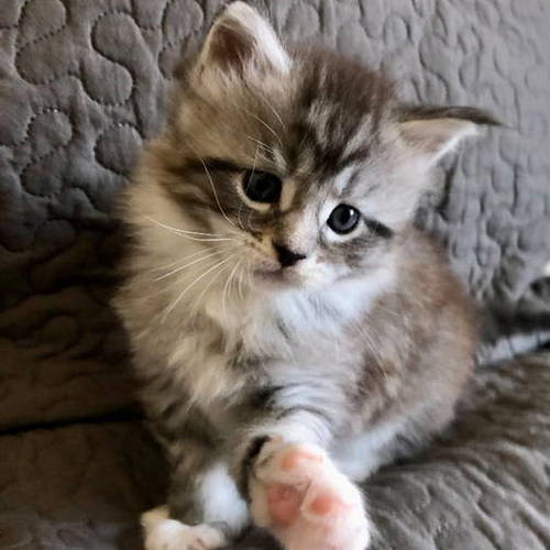 chaton maine coon