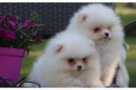 chiots spitz nain lof