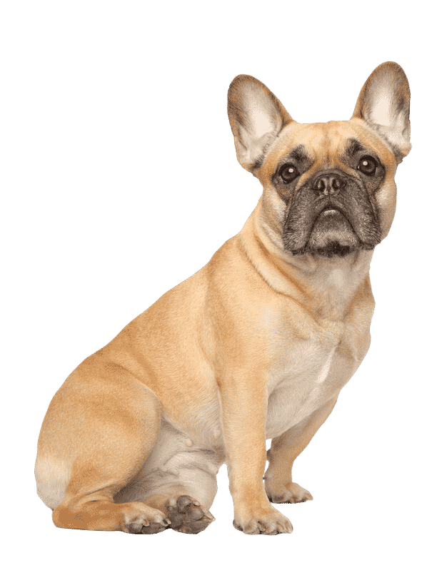 Chien de France