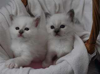 Chatons sacrés de birmanie à donner contre soins