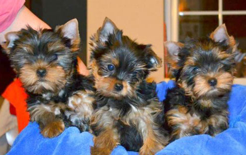 Splendides chiots yorkshire lof