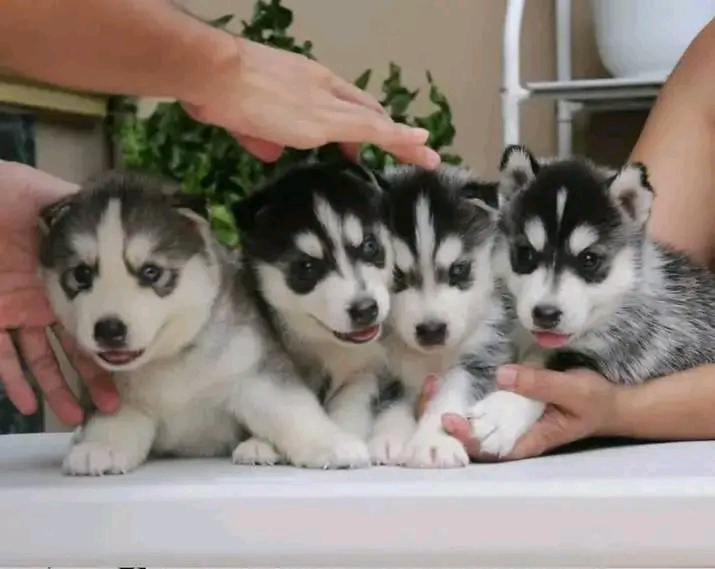Husky sibérien disponible