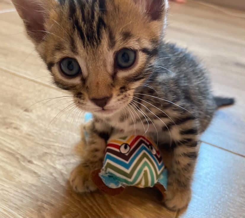 magnifiques chatons bengal