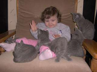 chatons typ chartreux élever en famille à donner