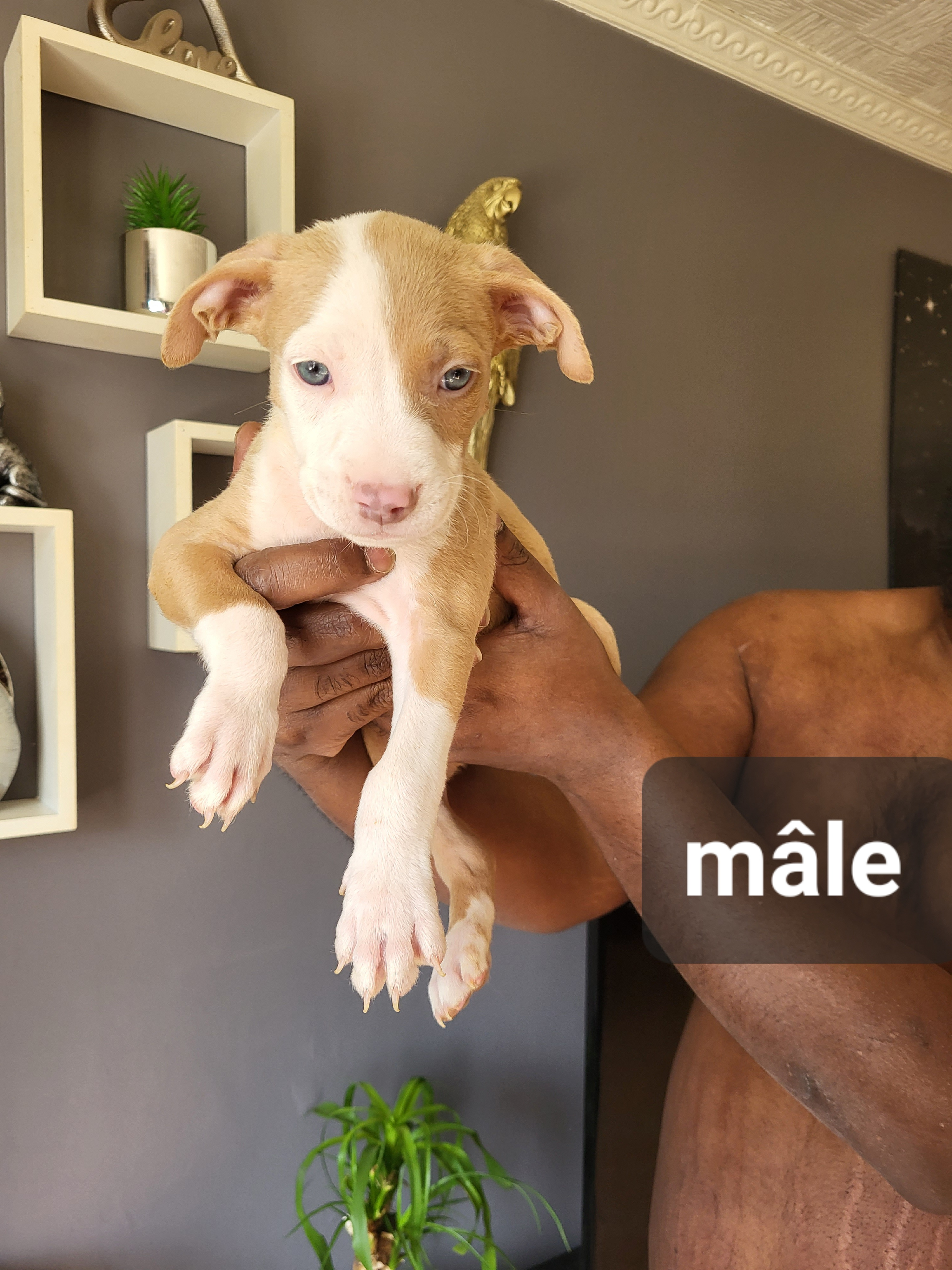 Chiot type bully croisés pitbull