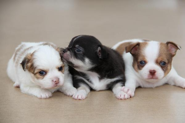 Chiots chihuahua lof