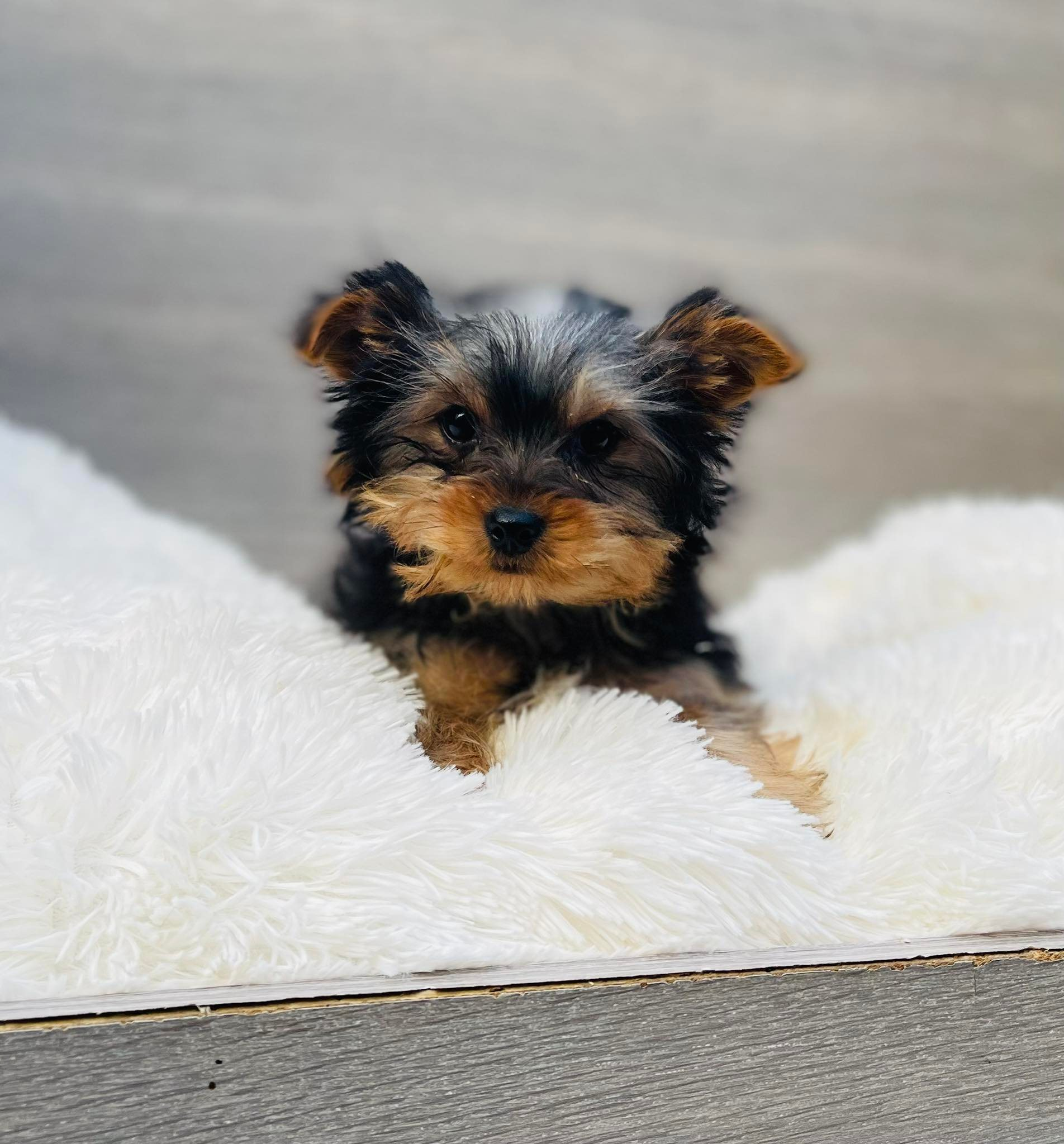 york-shire terrier
