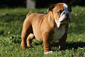 Donne CHIOT BULLDOG ANGLAIS