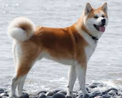 Chien de race Akita