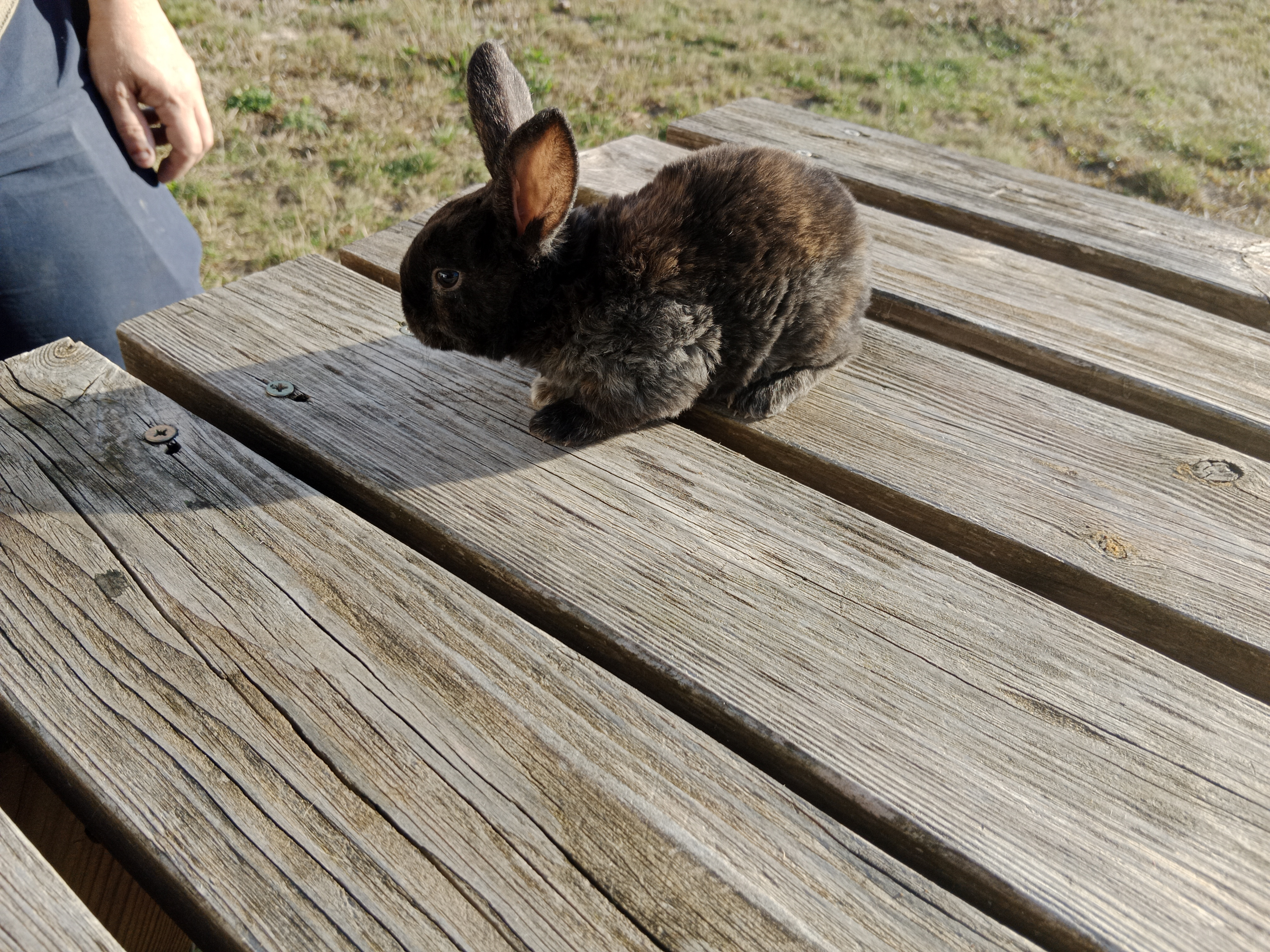 Lapins rex
