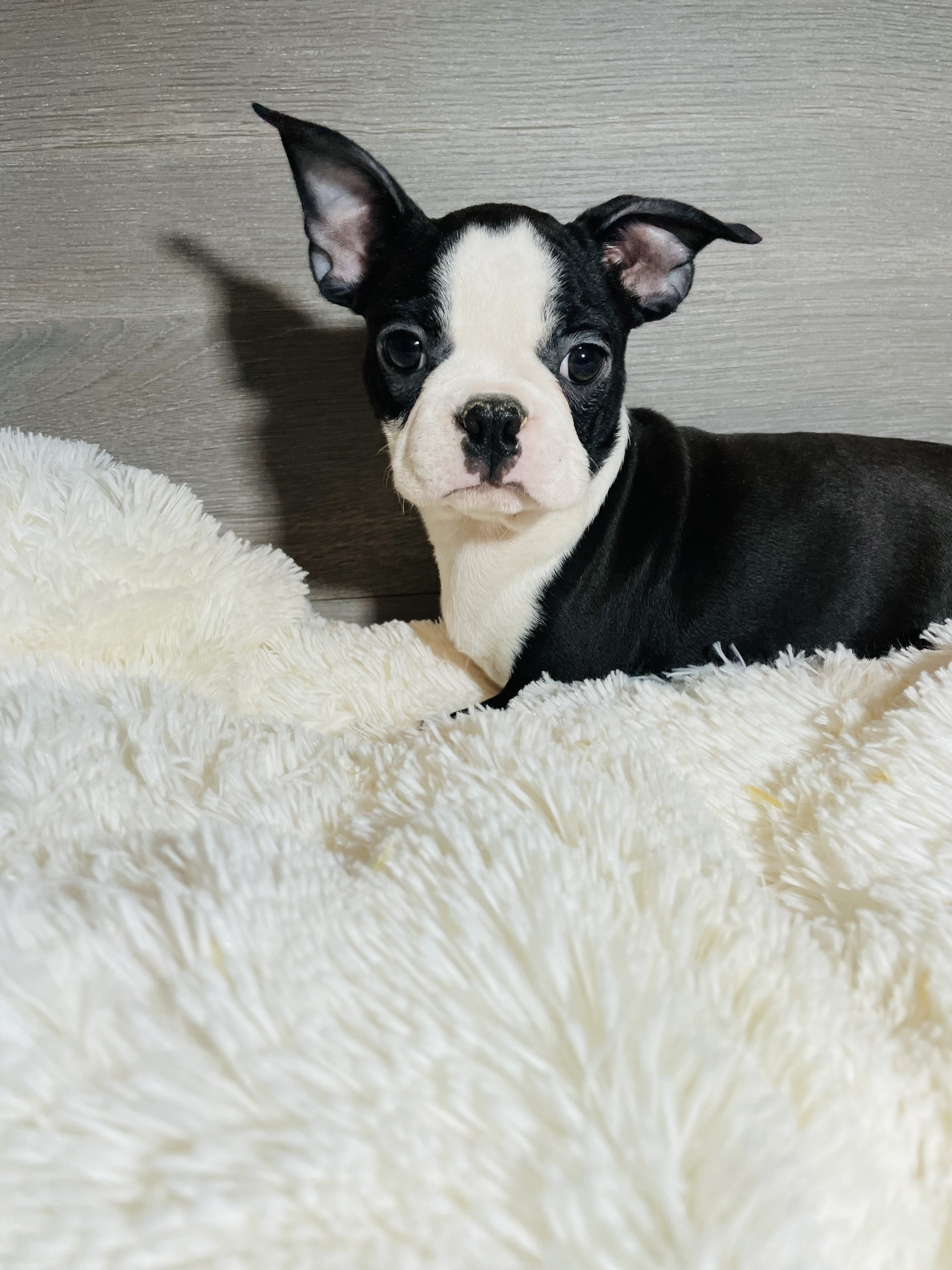 boston terrier a vendre