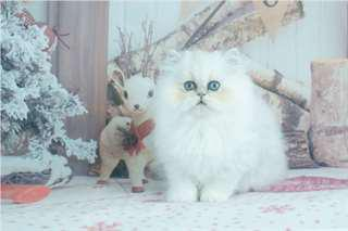 2 beaux chatons persan à donner