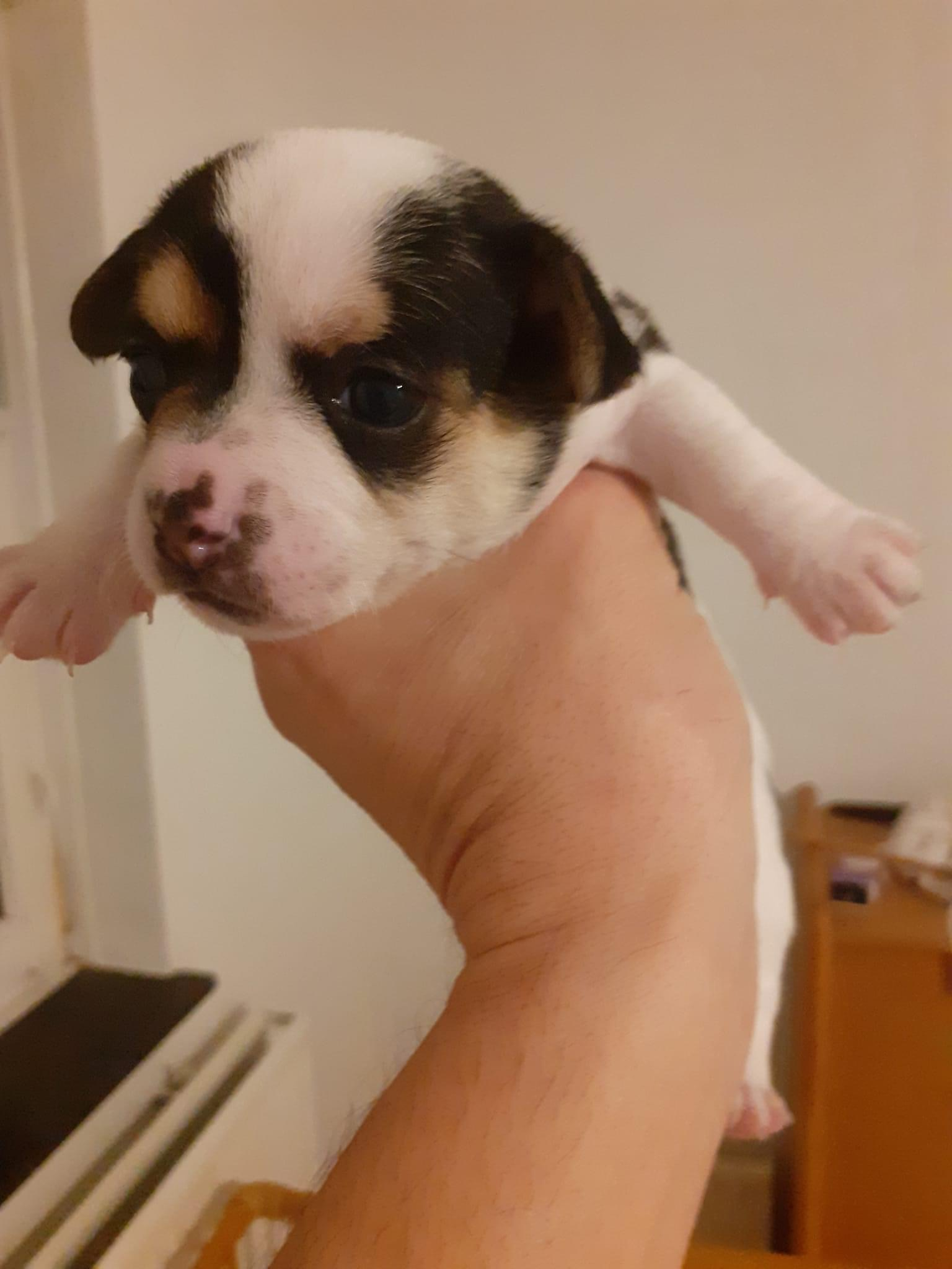 Chien Chiwawa à vendre mal et femelle