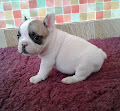 A donner bouledogue français femelle non lof