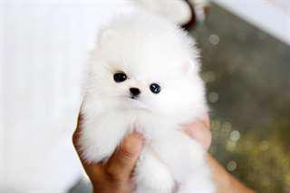 Donne magnifique chiot Pomeranien propre, sociable.