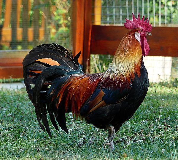 Coq GAULOIS