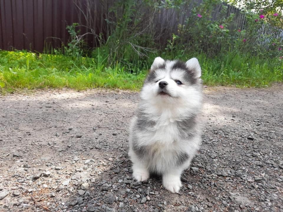 Chiots Pomsky a donner