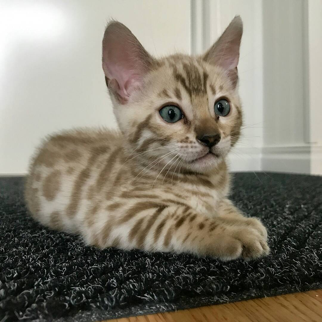 Chaton bengal