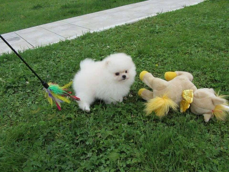 Chiots Spitz Nain à vendre