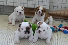 Chiots bulldog anglais lof