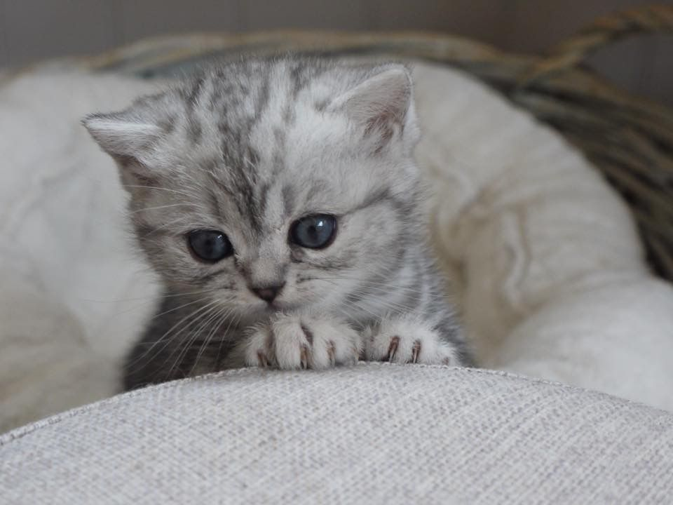 chaton british shorthair