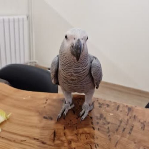 Adorable perroquet gris du Gabon bon