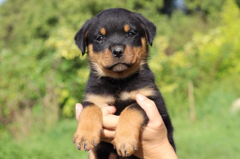Vente de chiot Rottweiler