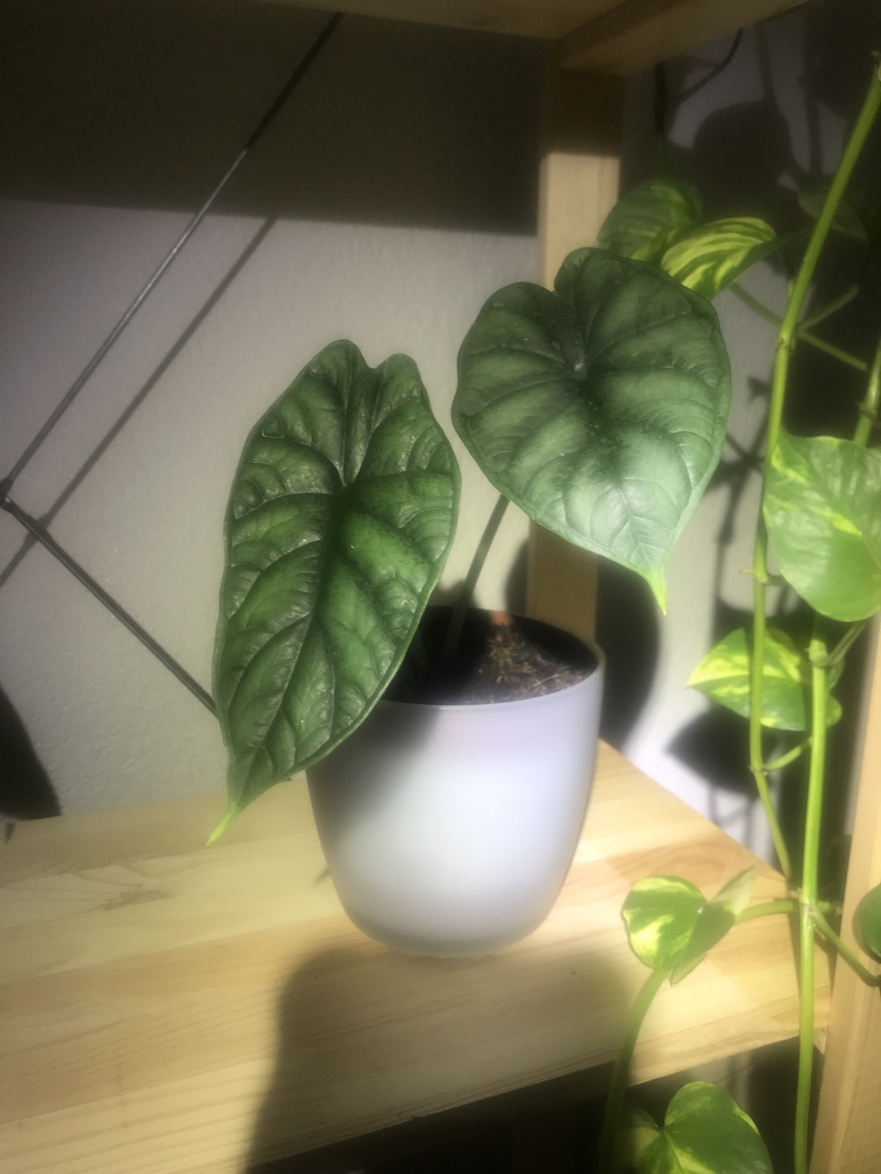 Plante Alocasia Dragon Scale
