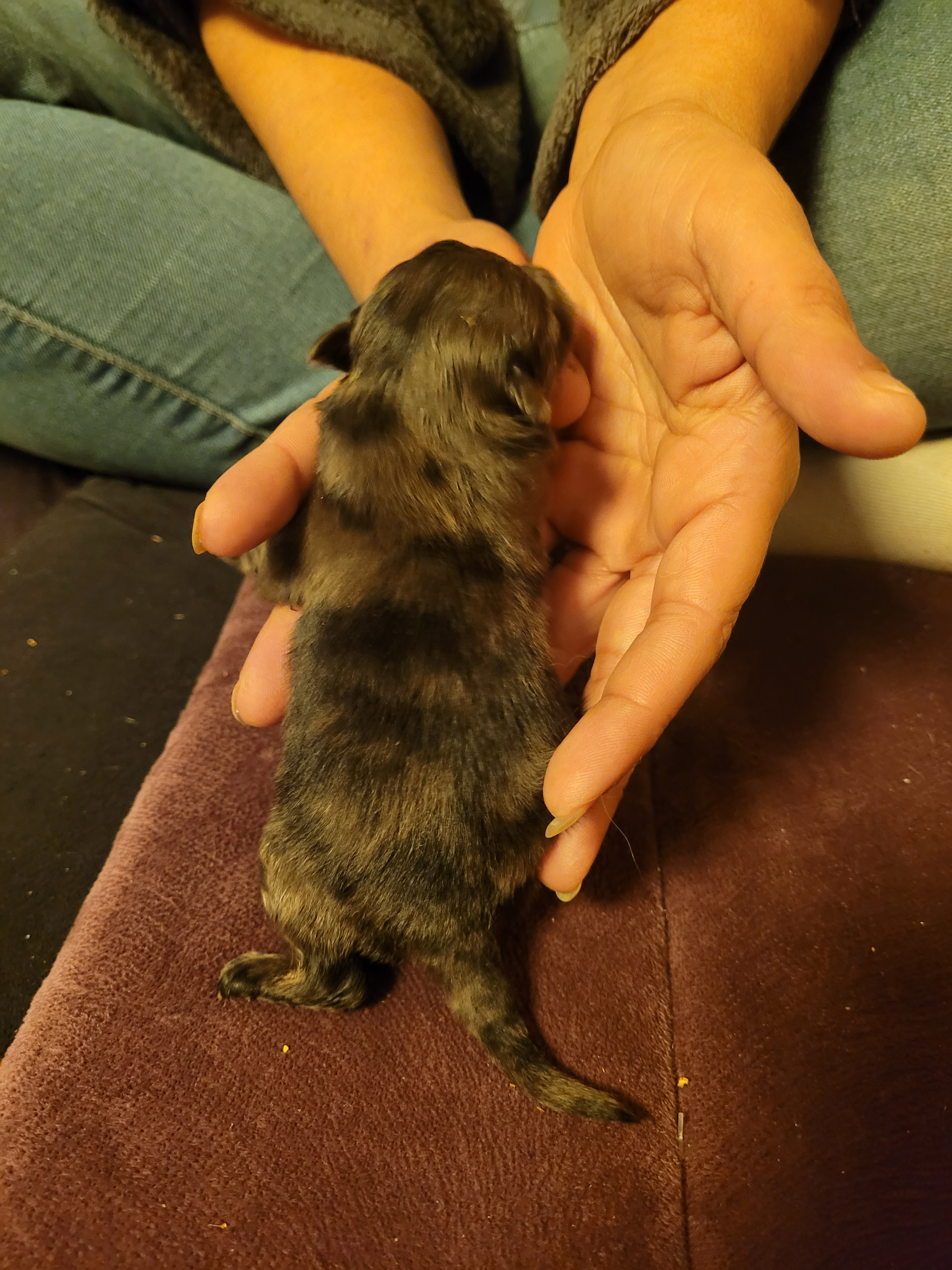 Chiot spitz