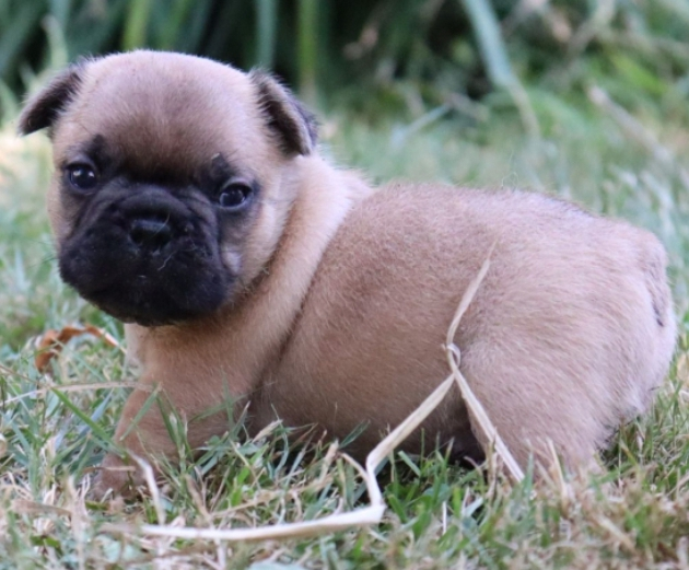 Je vend le chiots français.