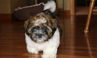 Très beau chiot shih tzu à donner contre soins