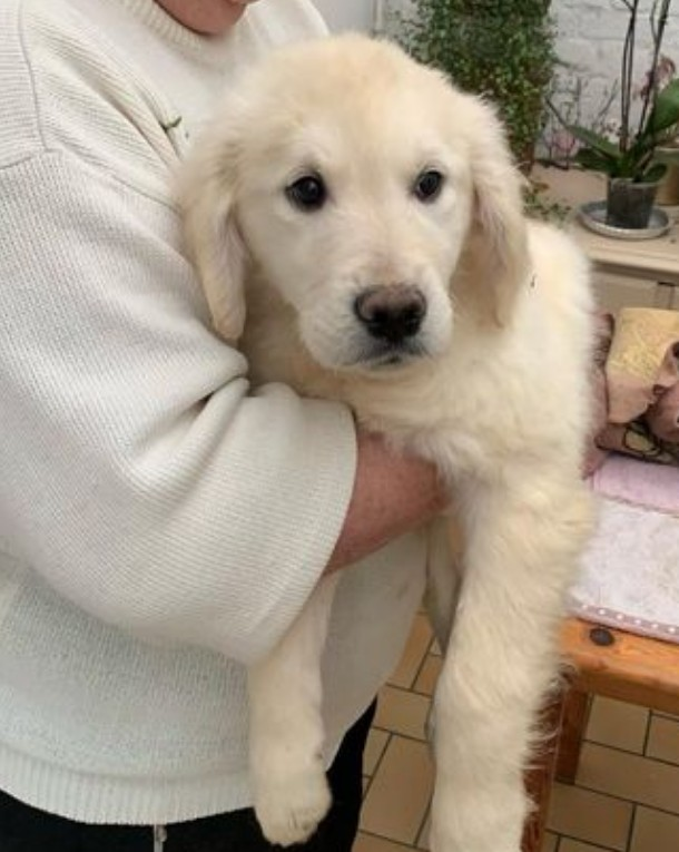 A vendre les chiens son disponible pour vous