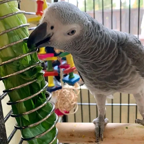 Perroquet femelle couleur gris très gentil