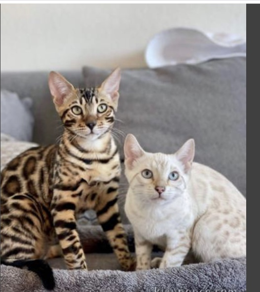 Magnifique chatons de bengal à adopter