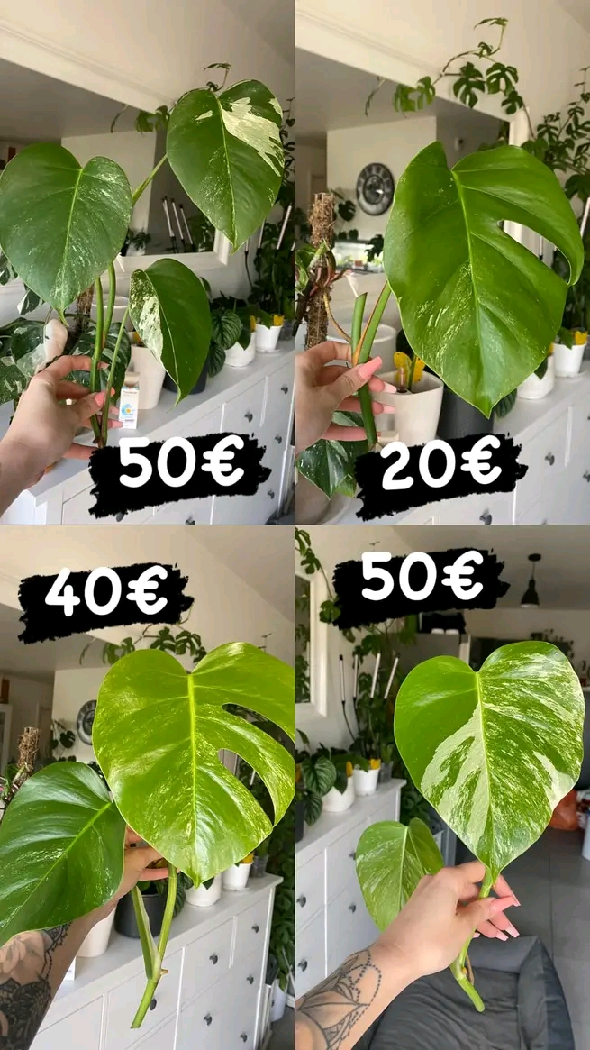 Des plantes vertes, jolie et Vertus