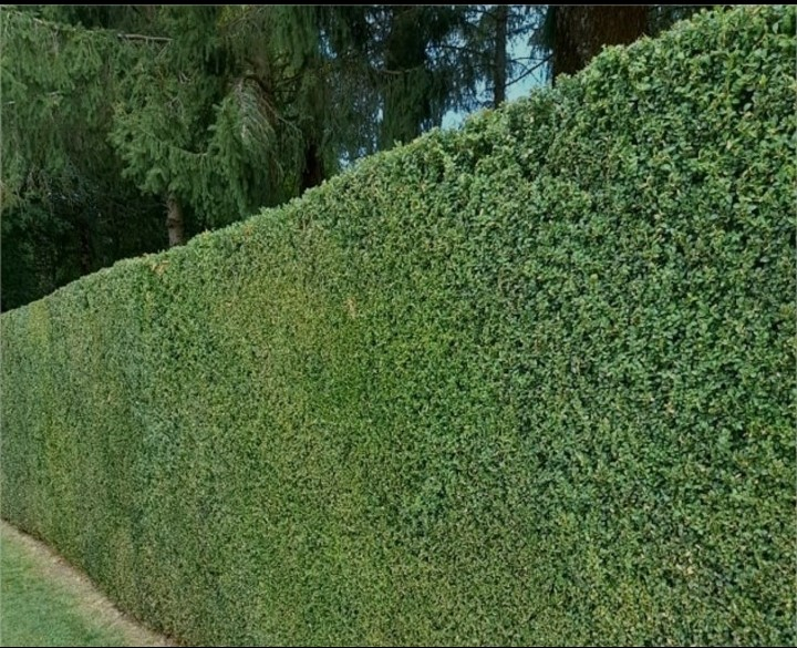 Service Jardinier élagueur