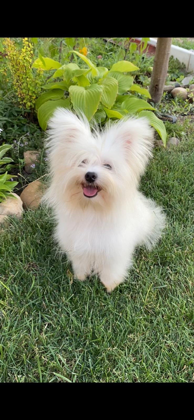 Maltipoo - Miniature 2
