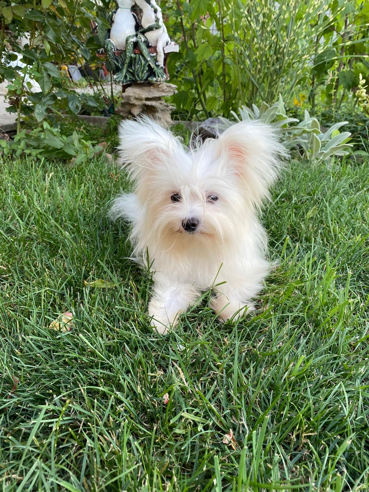 Maltipoo