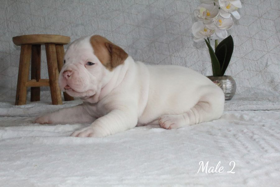 Chiot a donner