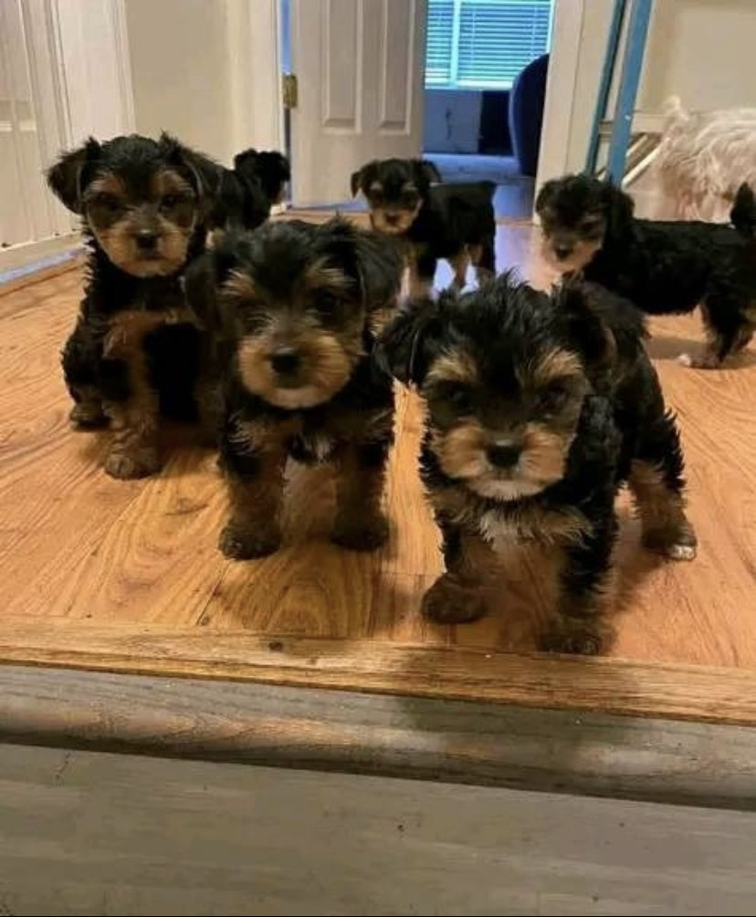 Magnifique chiot Yorkshire à adopter