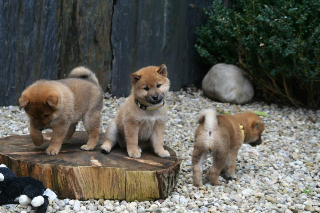 chiots Shiba Inu