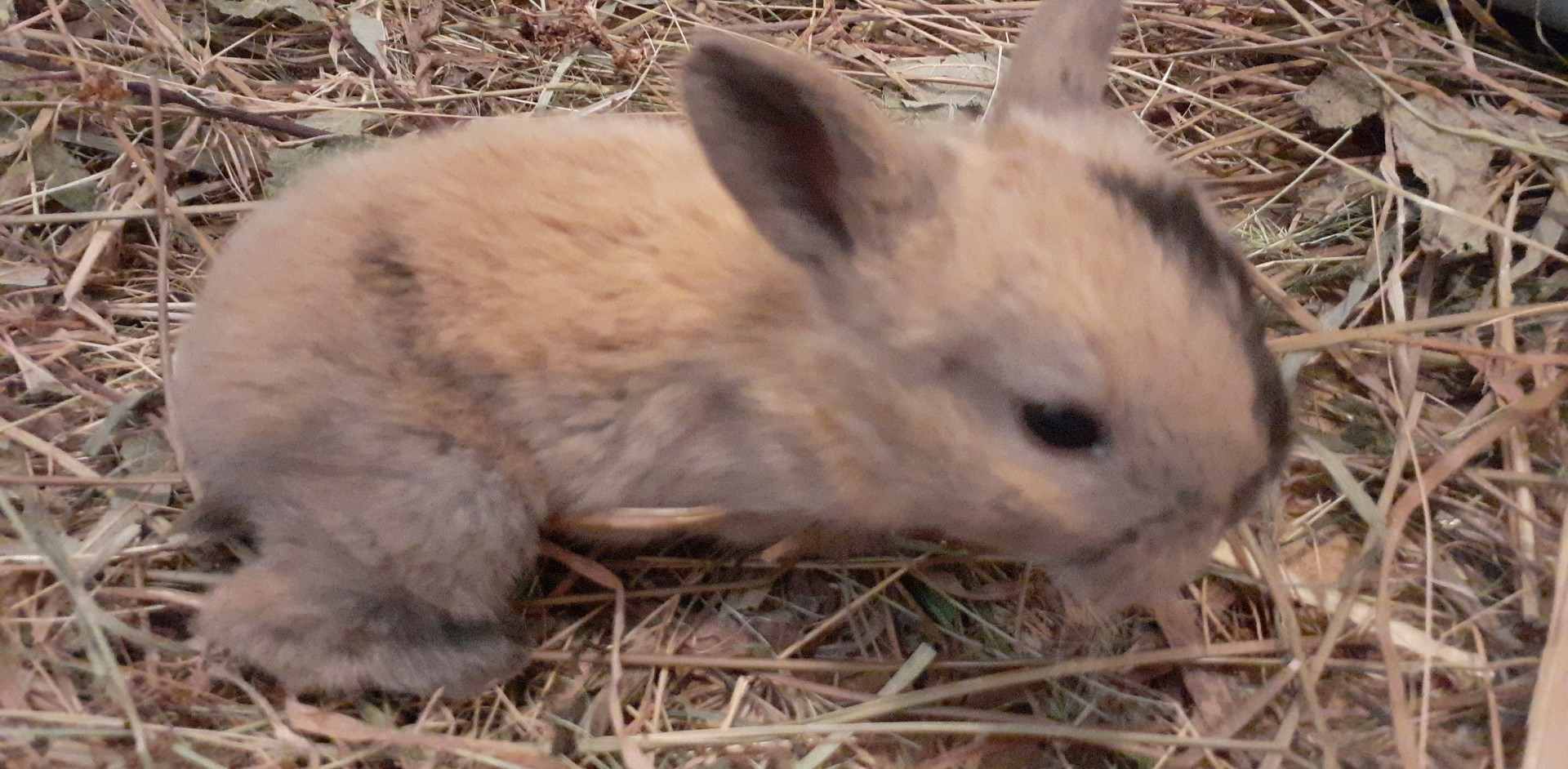 4 bébés lapins