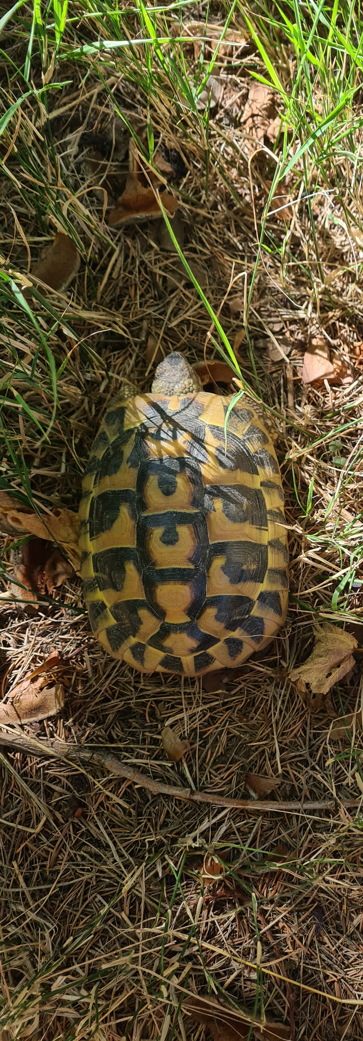 Tortue d'Hermann : Compagnon paisible et fascinant - Miniature 5
