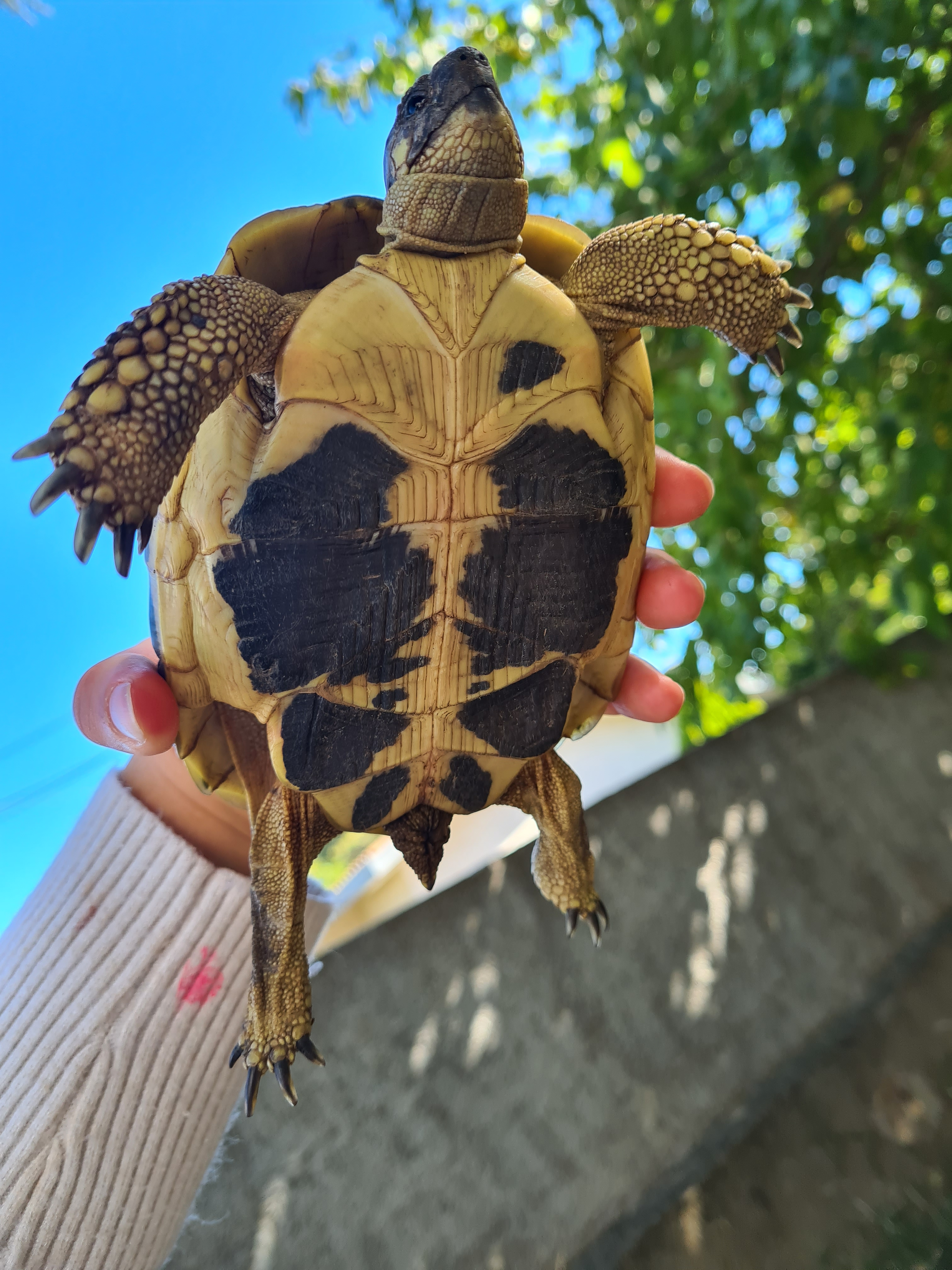 Tortue d'Hermann : Compagnon paisible et fascinant - Miniature 2