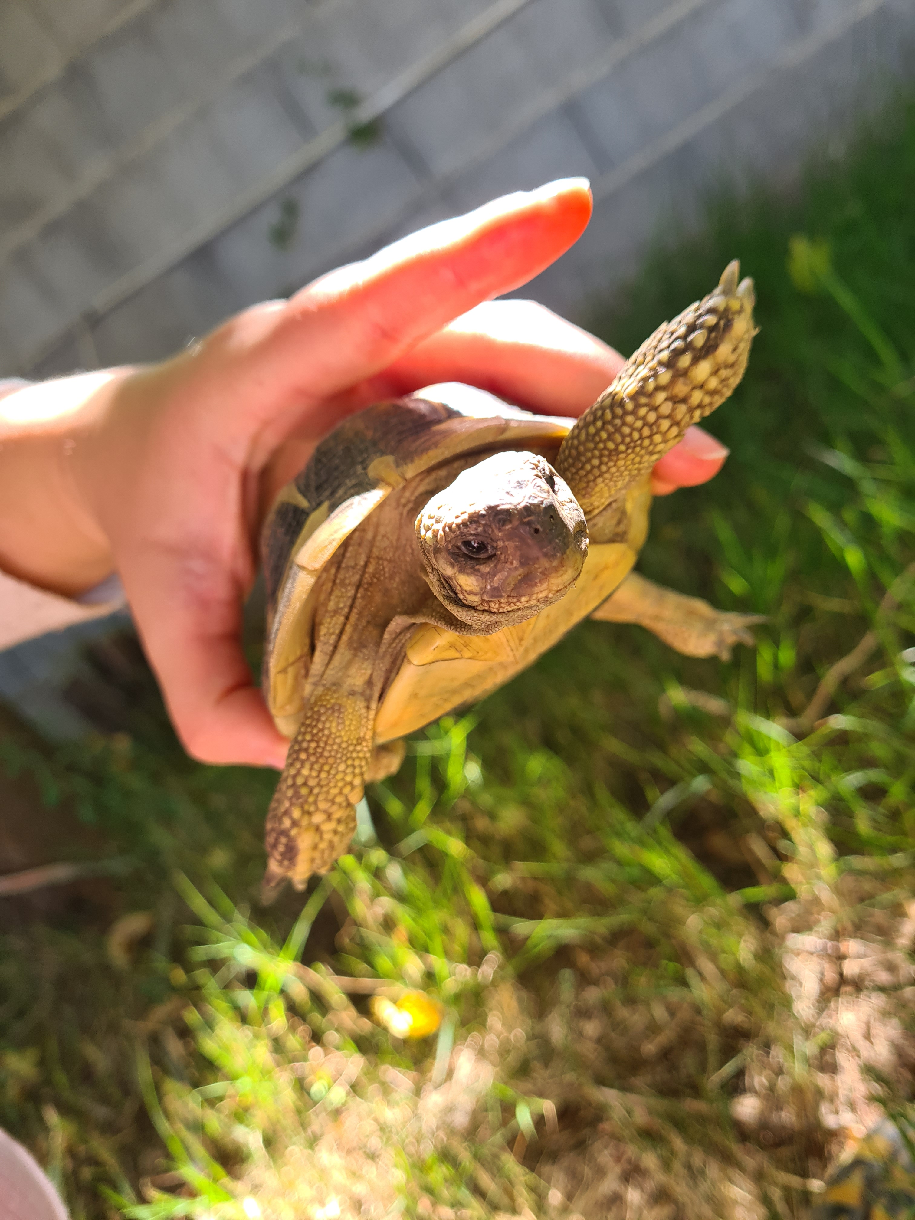 Tortue d'Hermann : Compagnon paisible et fascinant - Miniature 8