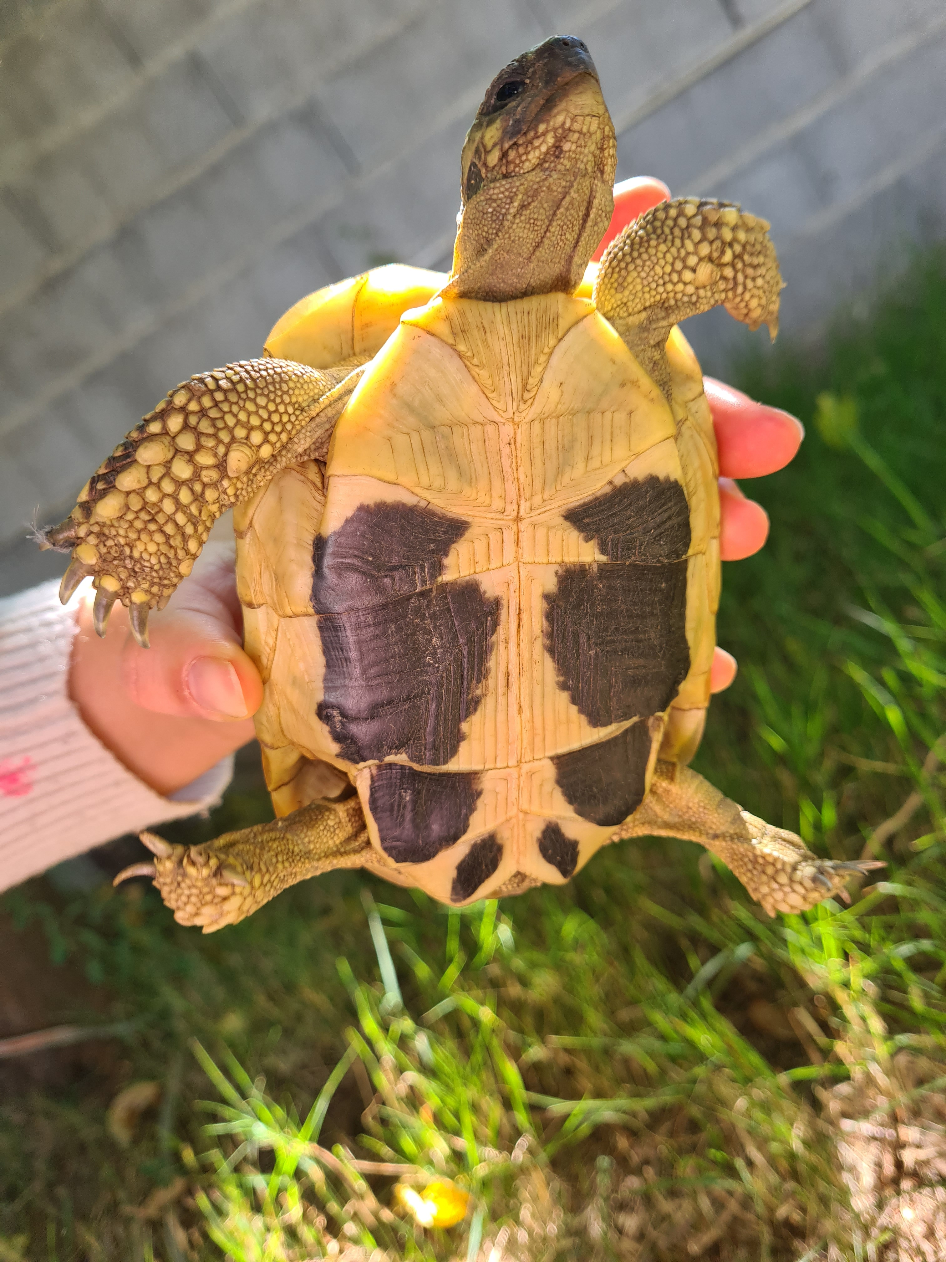Tortue d'Hermann : Compagnon paisible et fascinant - Miniature 3