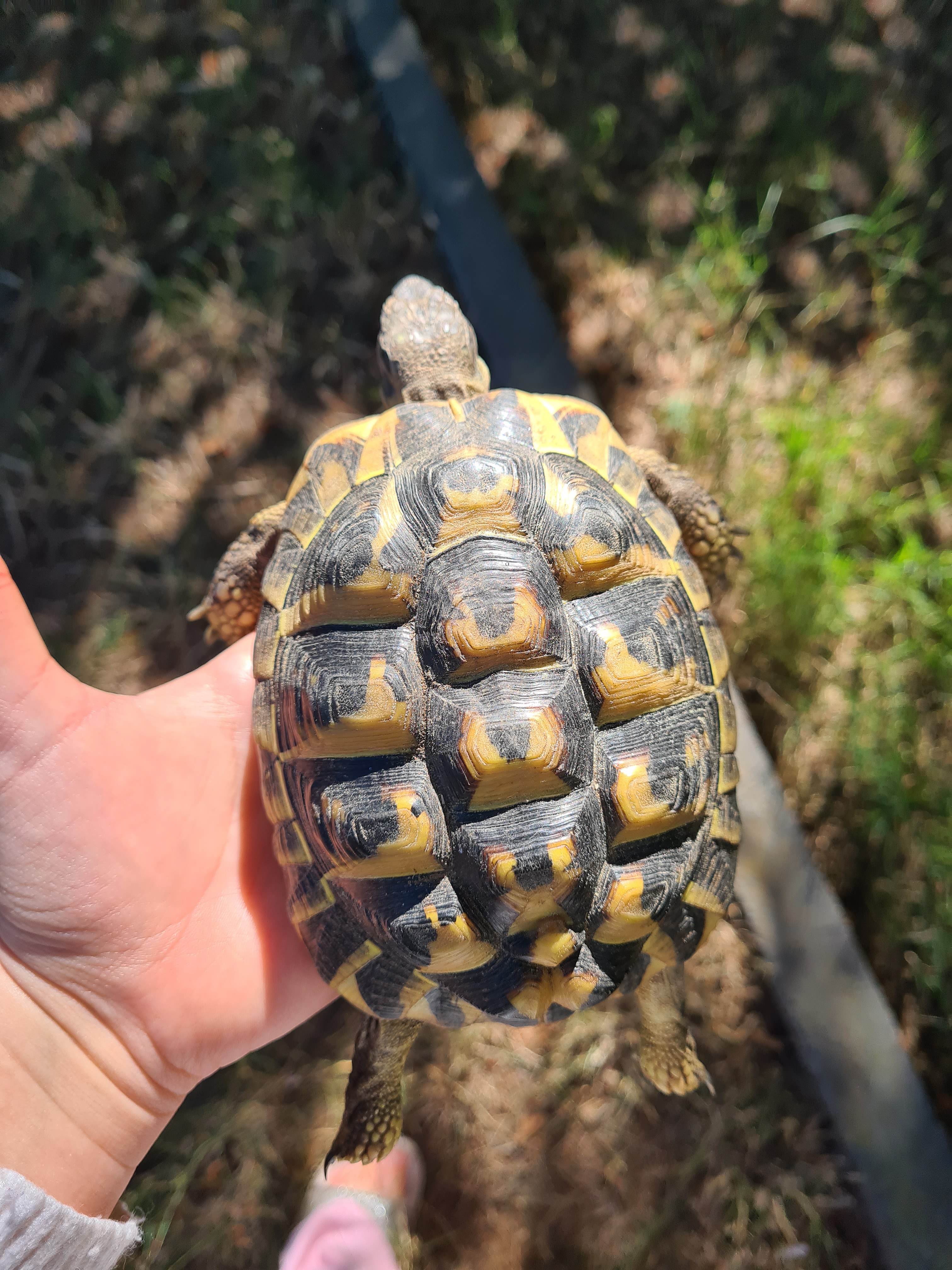 Tortue d'Hermann : Compagnon paisible et fascinant - Miniature 7