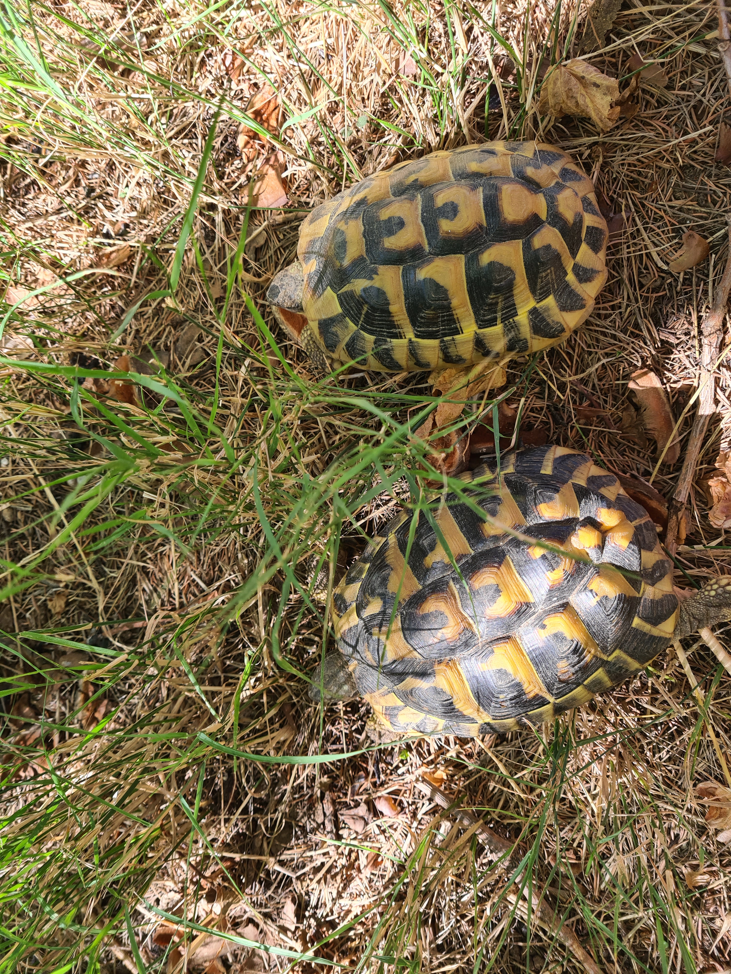 Tortue d'Hermann : Compagnon paisible et fascinant - Miniature 4